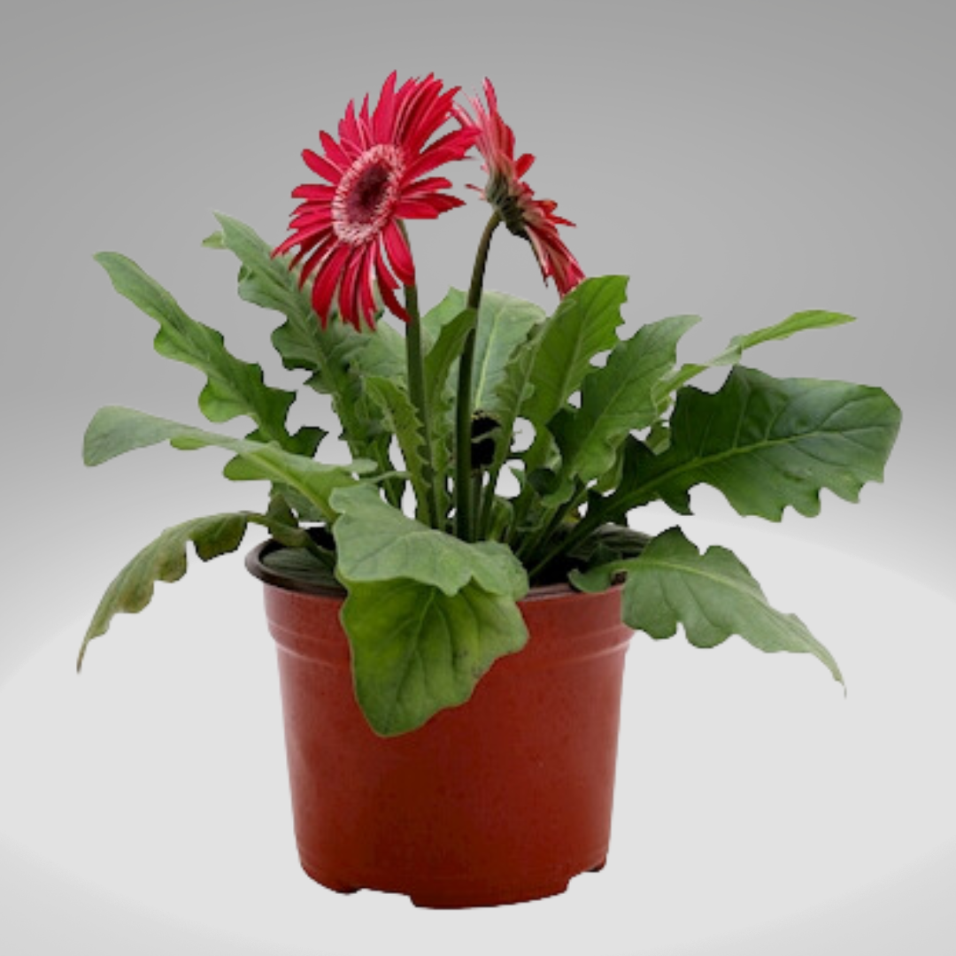 Gerbera en Planta