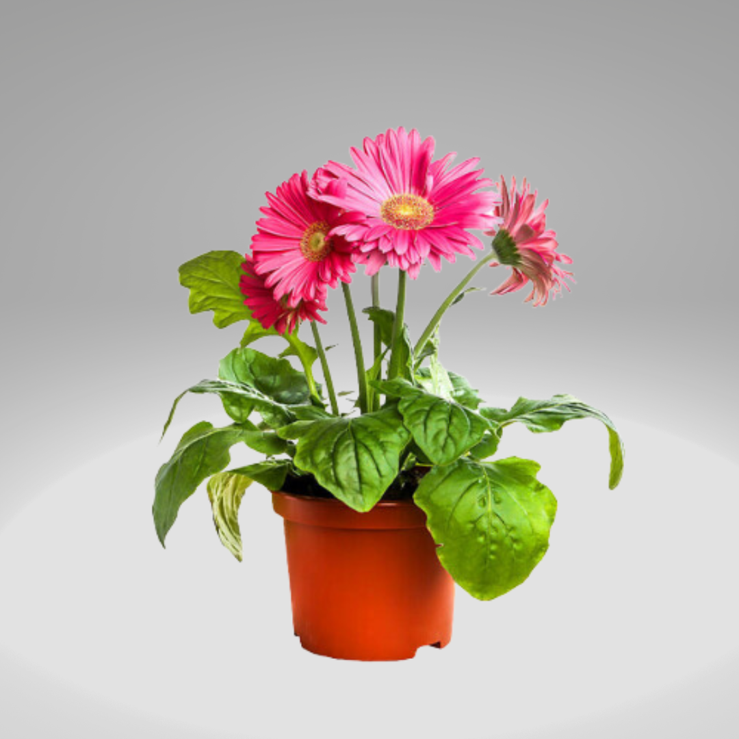 Gerbera en Planta
