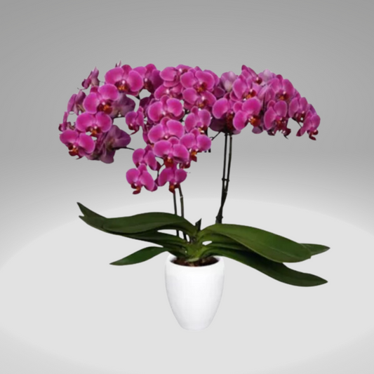 Orquídeas Baby