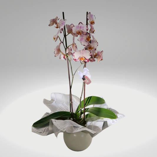 Orquídea Phalaenopsis Premium