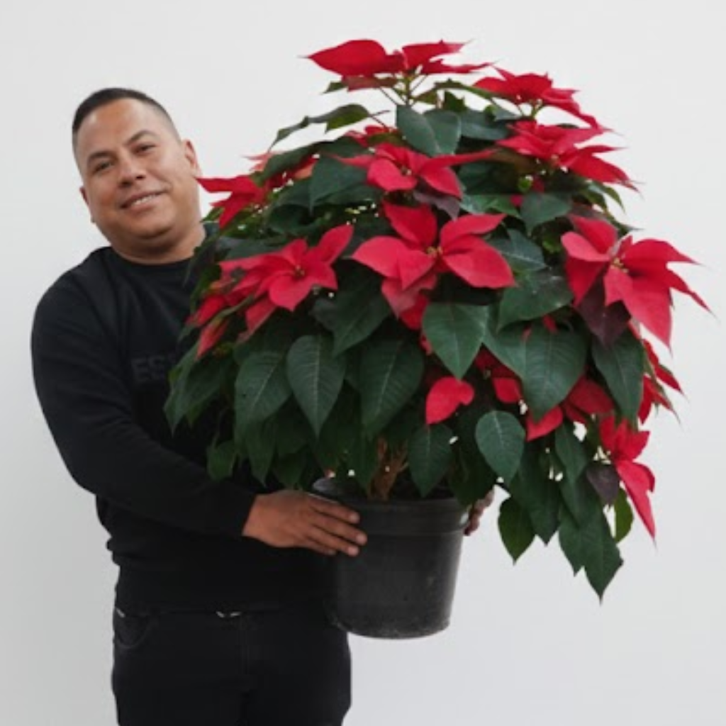 PLANTA NAVIDEÑA (Poinsettia)