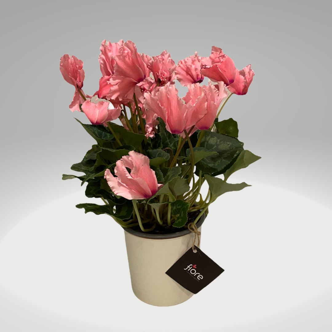 Violeta de Los Alpes Premium (Cyclamen)