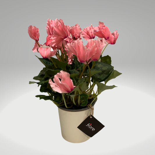 Violeta de Los Alpes Premium (Cyclamen)
