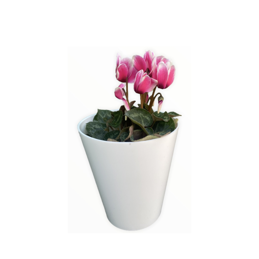 Violetas Mini