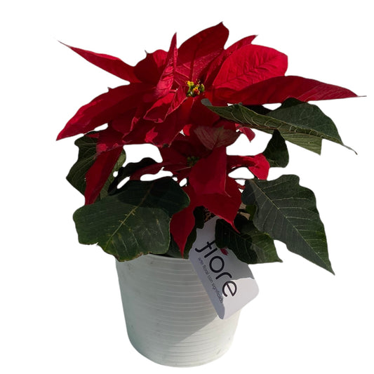 PLANTA NAVIDEÑA (Poinsettia)