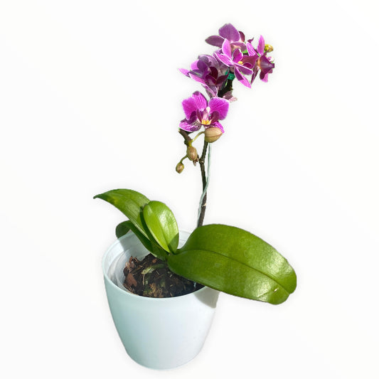 Orquídeas Baby