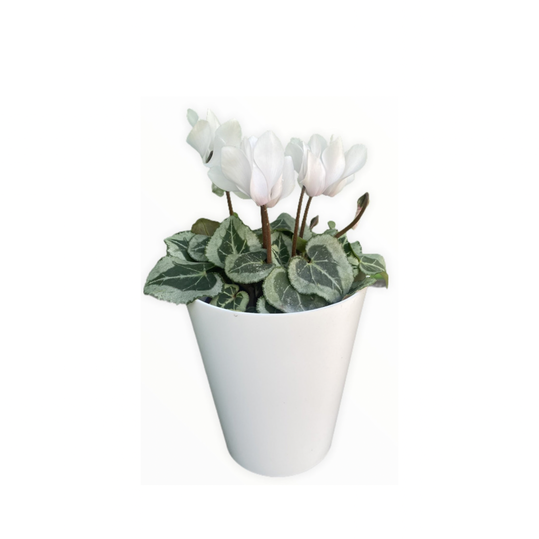 Violetas Mini