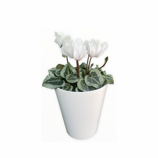 Violetas Mini