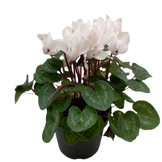 Violeta de Los Alpes Premium (Cyclamen)