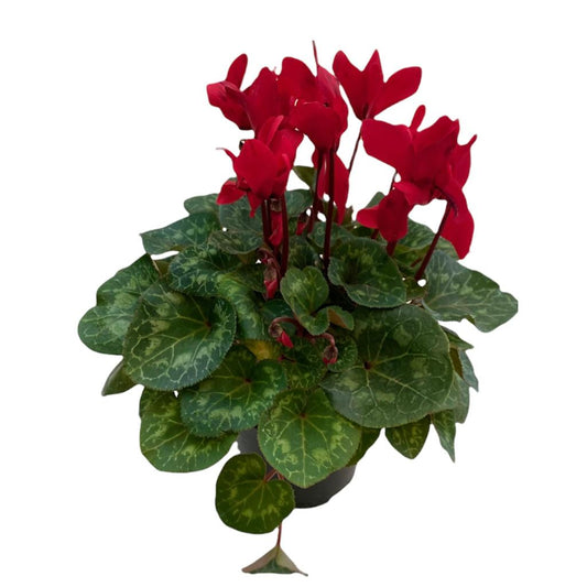 Violeta de Los Alpes Premium (Cyclamen)