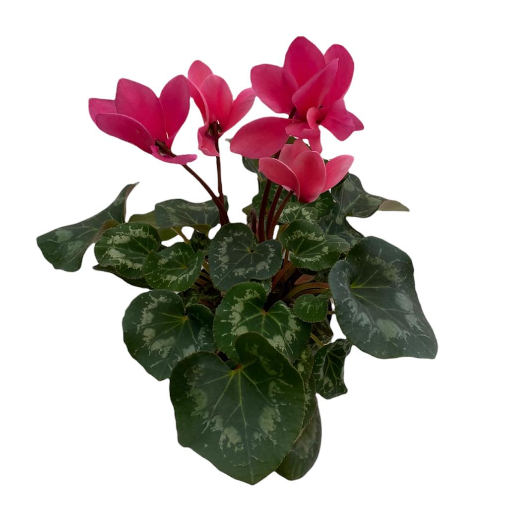 Violeta de Los Alpes Premium (Cyclamen)