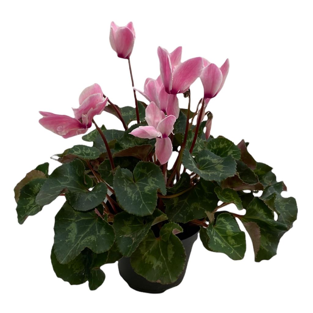 Violeta de Los Alpes Premium (Cyclamen)