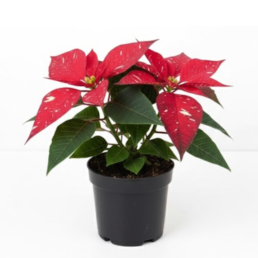 PLANTA NAVIDEÑA (Poinsettia)