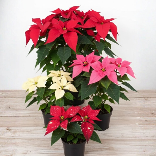 PLANTA NAVIDEÑA (Poinsettia)