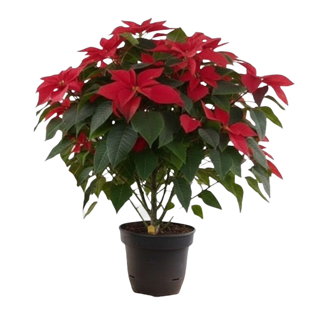 PLANTA NAVIDEÑA (Poinsettia)