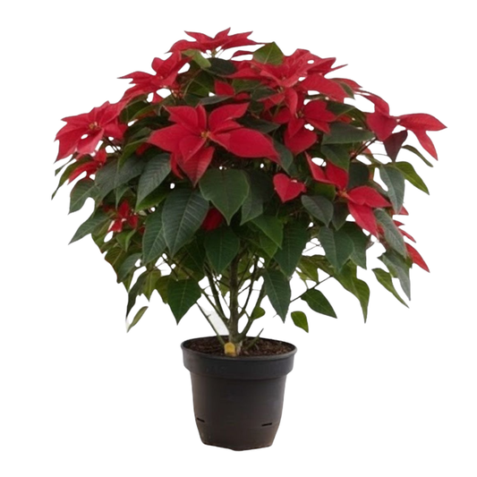 PLANTA NAVIDEÑA (Poinsettia)