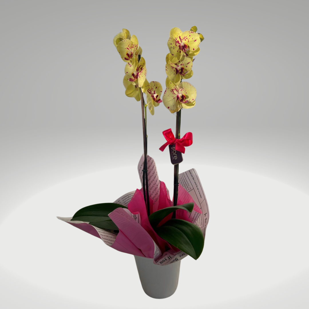 Orquídea Phalaenopsis Premium