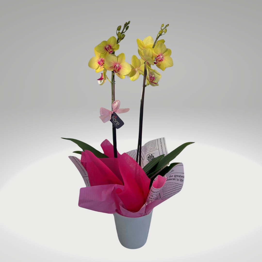 Orquídea Phalaenopsis Premium
