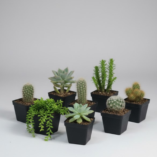 Cactus y/o Suculentas Decorativas