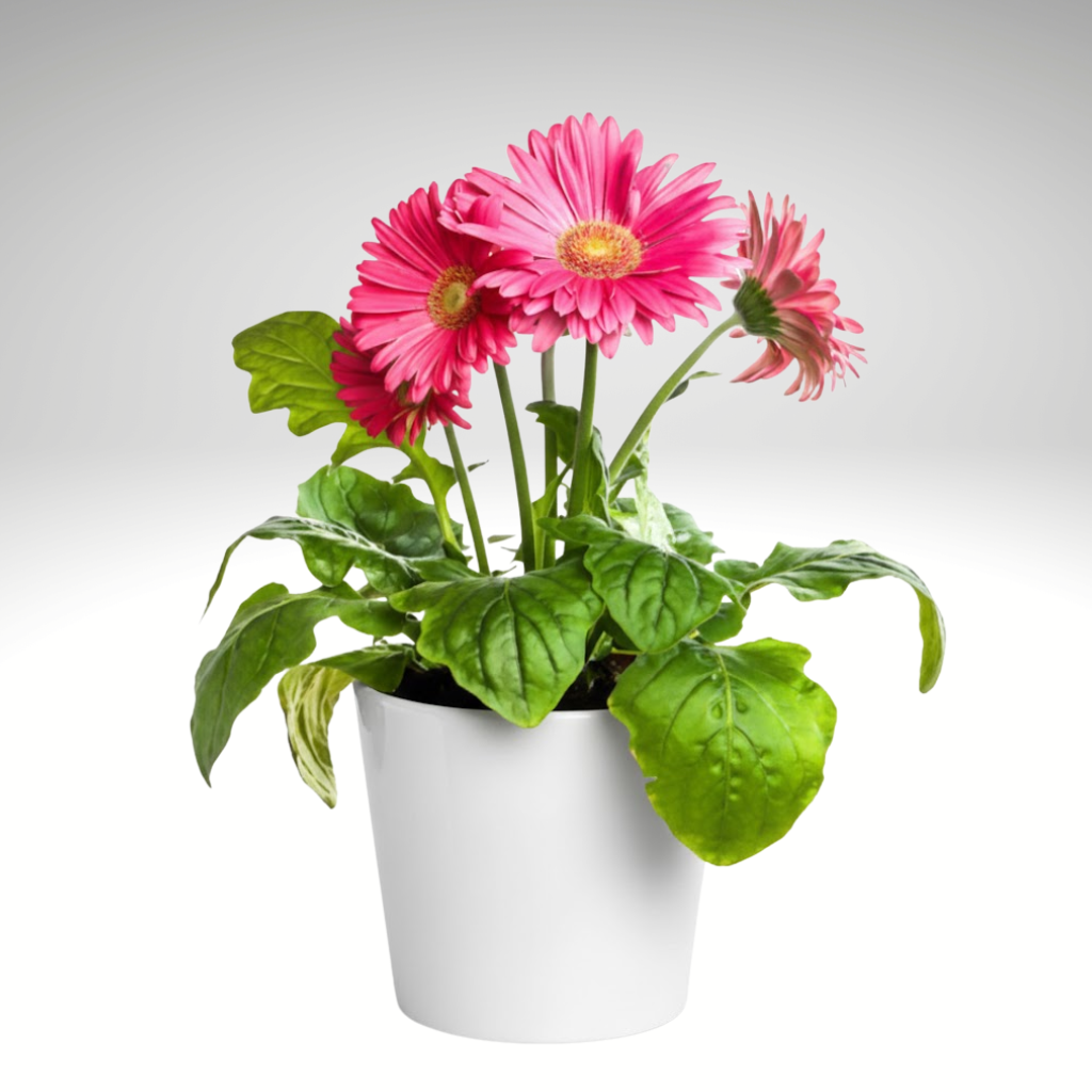 Planta de gerbera en maceta, detalle natural y colorido ideal para regalo en Bogotá