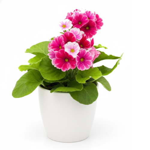 Planta primaveras en matera blanca para interior con entrega a domicilio en Bogotá