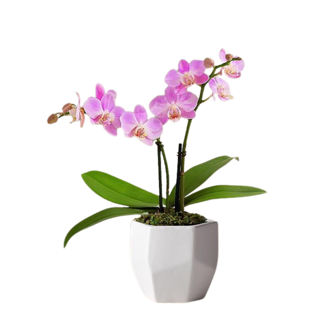 Orquídeas Baby